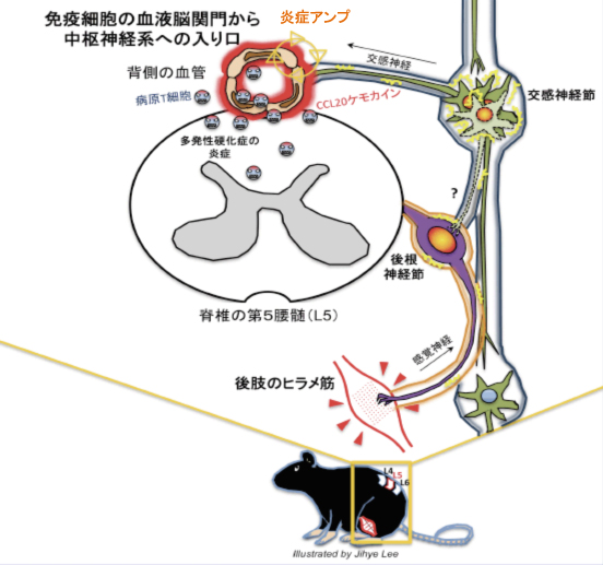 研究成果 北海道大学遺伝子病制御研究所 分子神経免疫学